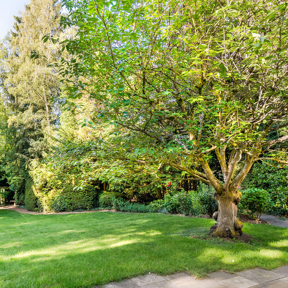 Garten mit eingewachsenen Solitärbäumen im Garten - Vermarktung durch Maklerbüro im Taunus Eberhard Horn Real Estate