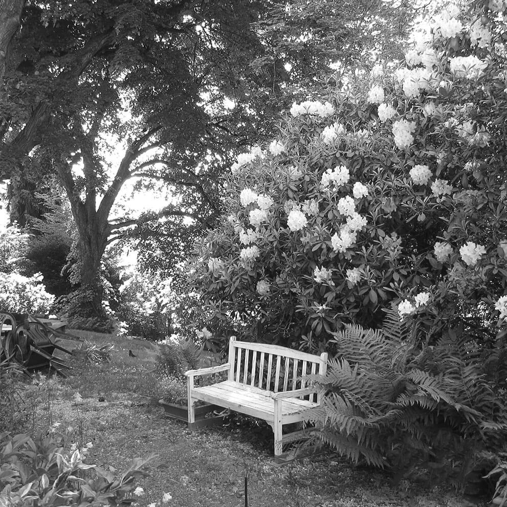 Bank vor Rhodedendron in Garten