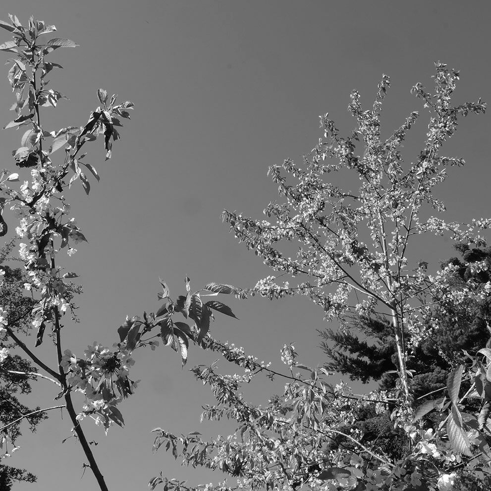 Moodbild Garten